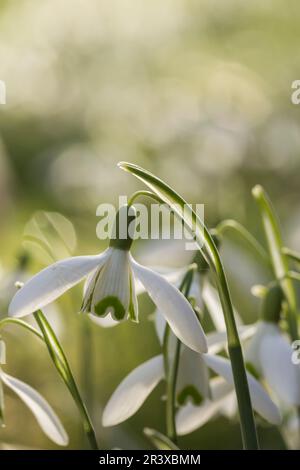 Galanthus nivalis, connu sous le nom de Snowdrop ou Snowdrop Banque D'Images