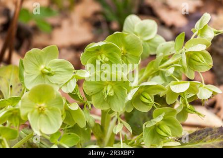 Helleborus argutifolius, ssp. Corsicus, communément appelé hellébore de Corsian Banque D'Images