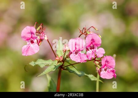 Impatiens glandulifera, connu sous le nom de casque de policier, Bobby tops, Copper Tops, Gnome's hatland Banque D'Images