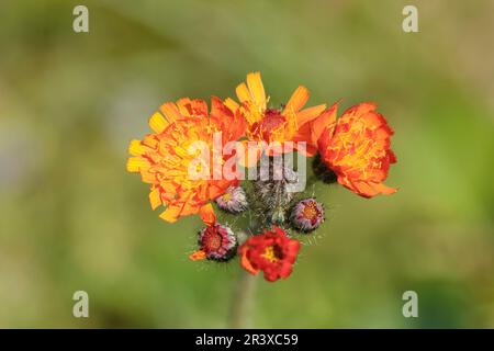 Hieracium aurantiacum, les noms communs sont Orange hawkweed, Tawny hawkweed, Fox-and-cubs Banque D'Images