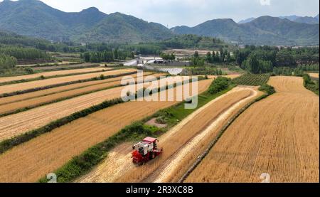 ZOUPING, CHINE - le 25 MAI 2023 - les agriculteurs récoltent du blé avec de grandes machines agricoles dans le village de Dongwoduo, dans le canton de Qingyang, dans les montagnes de Banque D'Images