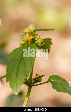 Lamium galeobdoson, connu sous le nom de Deadnettle, archange jaune, Deadnettle doré, Deadnettle jaune Banque D'Images