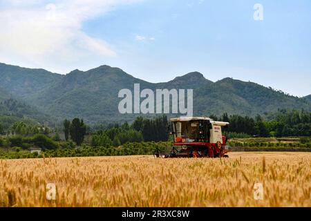 ZOUPING, CHINE - le 25 MAI 2023 - les agriculteurs récoltent du blé avec de grandes machines agricoles dans le village de Dongwoduo, dans le canton de Qingyang, dans les montagnes de Banque D'Images