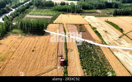 ZOUPING, CHINE - le 25 MAI 2023 - les agriculteurs récoltent du blé avec de grandes machines agricoles dans le village de Dongwoduo, dans le canton de Qingyang, dans les montagnes de Banque D'Images