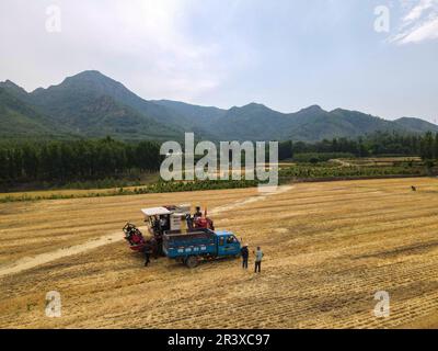 ZOUPING, CHINE - le 25 MAI 2023 - les agriculteurs récoltent du blé avec de grandes machines agricoles dans le village de Dongwoduo, dans le canton de Qingyang, dans les montagnes de Banque D'Images