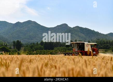 ZOUPING, CHINE - le 25 MAI 2023 - les agriculteurs récoltent du blé avec de grandes machines agricoles dans le village de Dongwoduo, dans le canton de Qingyang, dans les montagnes de Banque D'Images