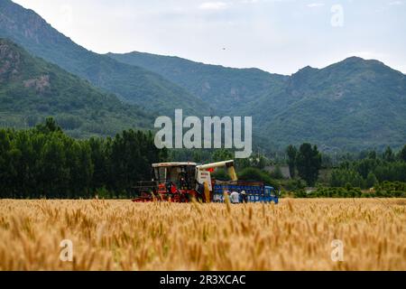 ZOUPING, CHINE - le 25 MAI 2023 - les agriculteurs récoltent du blé avec de grandes machines agricoles dans le village de Dongwoduo, dans le canton de Qingyang, dans les montagnes de Banque D'Images