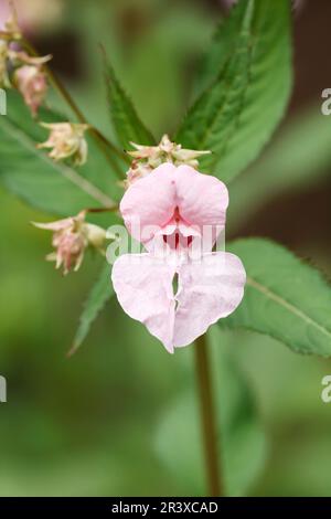 Impatiens glandulifera, connu sous le nom de casque de policier, Bobby tops, Copper Tops, Gnome's hatland Banque D'Images