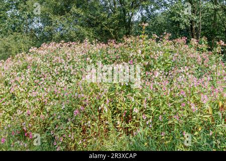 Impatiens glandulifera, connu sous le nom de casque de policier, Bobby tops, Copper Tops, Gnome's hatland Banque D'Images