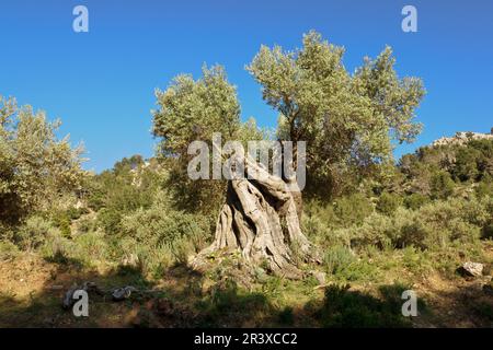 Finca Pastoritx. Valldemossa.Sierra de Tramuntana.Mallorca.Islas Baleares. L'Espagne. Banque D'Images