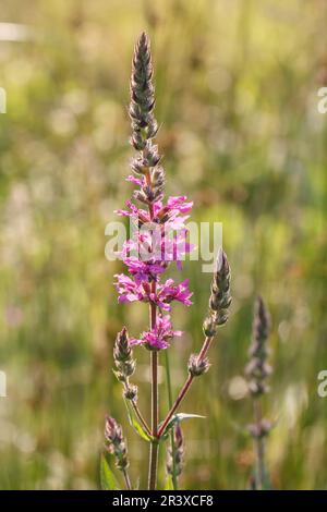 Lythrum salicaria, connue sous le nom de Purple Loosestripe, à pointes Loosestripe, Purple lythrum Banque D'Images