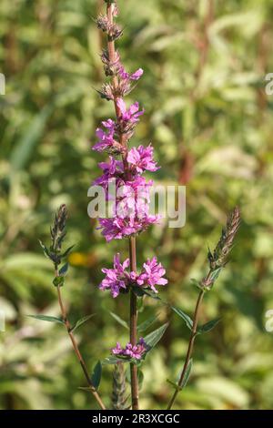 Lythrum salicaria, connue sous le nom de Purple Loosestripe, à pointes Loosestripe, Purple lythrum Banque D'Images