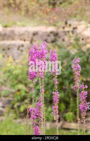 Lythrum salicaria, connue sous le nom de Purple Loosestripe, à pointes Loosestripe, Purple lythrum Banque D'Images