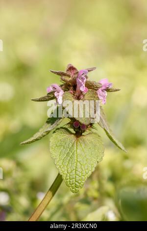 Lamium purpueum, connu sous le nom d'archange violet, dormant violet, ortie morte rouge, archange rouge Banque D'Images