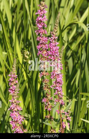 Lythrum salicaria, connue sous le nom de Purple Loosestripe, à pointes Loosestripe, Purple lythrum Banque D'Images