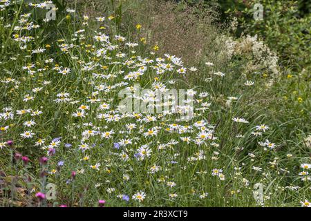 Leucanthemum vulgare, connue sous le nom de Marguerite Ox-eye, Marguerite Oxeye, prairie en mai, Allemagne Banque D'Images