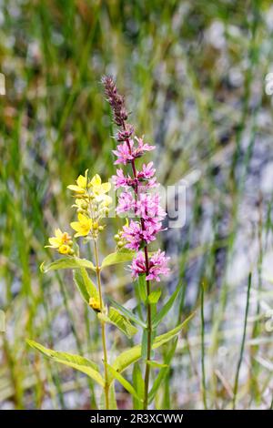 Lythrum salicaria, connue sous le nom de Purple Loosestripe, à pointes Loosestripe, Purple lythrum Banque D'Images