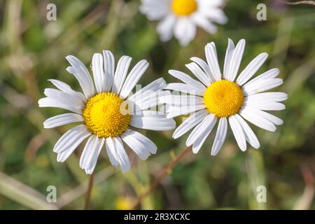 Leucanthemum vulgare, connue sous le nom de Marguerite Ox-eye, Marguerite Oxeye Banque D'Images
