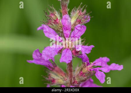 Lythrum salicaria, connue sous le nom de Purple Loosestripe, à pointes Loosestripe, Purple lythrum Banque D'Images