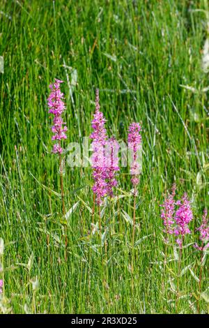 Lythrum salicaria, connue sous le nom de Purple Loosestripe, à pointes Loosestripe, Purple lythrum Banque D'Images