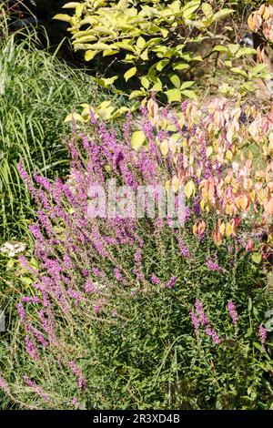 Lythrum salicaria, connue sous le nom de Purple Loosestripe, à pointes Loosestripe, Purple lythrum Banque D'Images