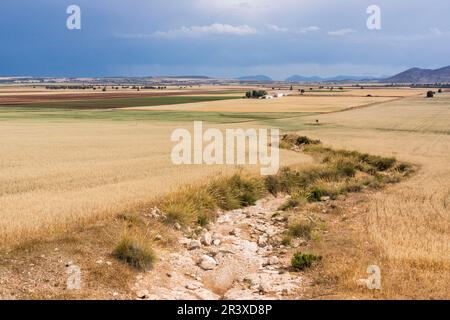 Campo de céréales bajo un cielo de lluvia, Murcia, Espagne. Banque D'Images