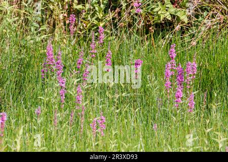 Lythrum salicaria, connue sous le nom de Purple Loosestripe, à pointes Loosestripe, Purple lythrum Banque D'Images