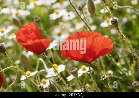 Les rhoeas de Papaver, communément appelé le coquelicot rouge Banque D'Images