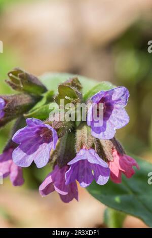 Pulmonaria obscura, (Pulmonaria officinalis, ssp. obscura), le Suffolk Lungwort, le untacheté lungwort Banque D'Images