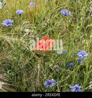 Papaver rhoeas, coquelicot rouge avec des cornflowers dans le champ de céréales Banque D'Images