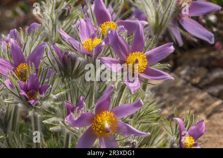 Pulsatilla vulgaris, connue sous le nom de fleur de pasque commune, fleur de paqueflower européenne, sang de Dane Banque D'Images