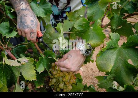 Vendimia de uva Premsal, finca de Camí de Felanitx, Celler, Mesquida-Mora Porreres, Majorque, Iles Baléares, Espagne. Banque D'Images