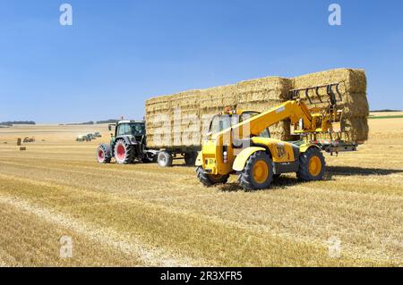 Paille récoltée après récolte dans un champ de blé en été. Balles rectangulaires de paille, récolte de céréales et de paille de blé sur de grandes parcelles agricoles, o Banque D'Images