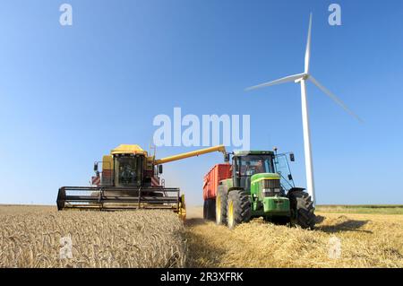 Récolte dans un champ de blé en été. Moissonneuse-batteuse et tracteur dans un champ, avec une éolienne en arrière-plan Banque D'Images