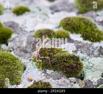 Gros plan de mousse et de mantis sur la photo de concept de pierre. Afficher avec la vue macro. Roche pleine de mousse Banque D'Images