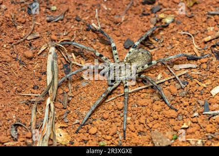 Araignée loup. Lycosidae sp, Ranohira Isalo, Madagascar faune Banque D'Images