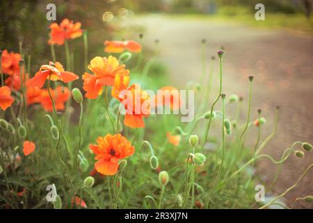Des fleurs de pavot orange moelleuses poussent dans le jardin de printemps. Banque D'Images