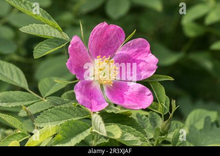 Rosa blanda, Labrador-Rose - Rosa blanda, connue sous le nom de rose sauvage précoce, rose des prés, rose lisse Banque D'Images