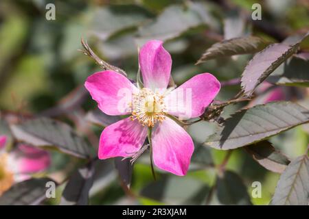 Rosa glauca, Rosa rubrifolia, connue sous le nom de rose à feuilles rouges, rose à feuilles rouges Banque D'Images