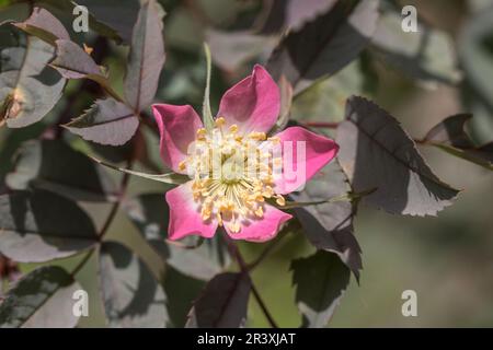 Rosa glauca, Rosa rubrifolia, connue sous le nom de rose à feuilles rouges, rose à feuilles rouges Banque D'Images