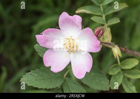 Rosa acicularis, connue sous le nom de Brienly rose, Prickly rose, Prickly rose sauvage, Arctic rose, Wild rose Banque D'Images