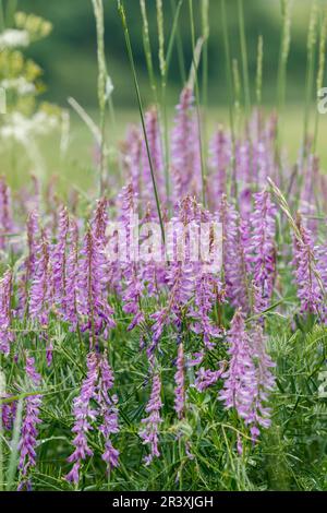 Vicia craca, connue sous le nom de vesce touffetée, vesce d'oiseau, fetch boréale, vesce de vache Banque D'Images