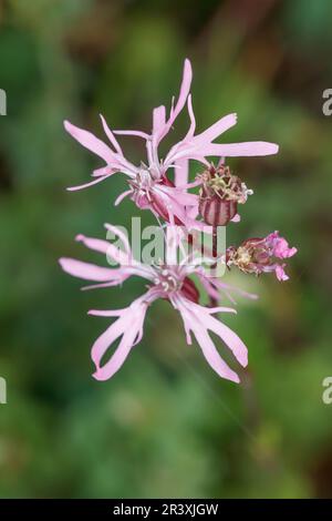 Silene flos-cuci, connu sous le nom de Cuckoo Flower, Meadow campion, Ragged Robin, Ragged-Robin Banque D'Images