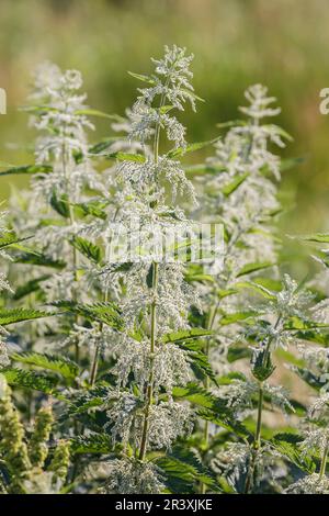 Urtica dioica, connue sous le nom de l'ortie commune, ortie de piqûre, feuille de l'ortie Banque D'Images