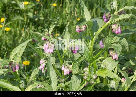 Symphytum officinale, connu sous le nom de Common Comfrey, True Comfrey, Quaker Comfrey, Boneset, Knitbone Banque D'Images