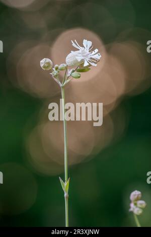 Silene dioica, connu sous le nom de Red campion, Red Catchfly, Morning campion, Rough Robin, jeune fille anglaise Banque D'Images