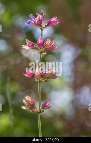 Salvia nemorosa, connue sous le nom de sauge des prés, sauge des bois, Clary des Balkans Banque D'Images