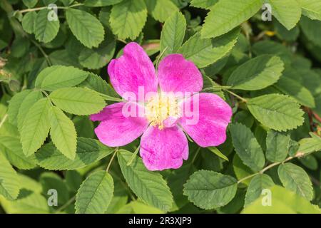 Rosa blanda, connue sous le nom de rose sauvage précoce, rose Meadow, rose lisse Banque D'Images