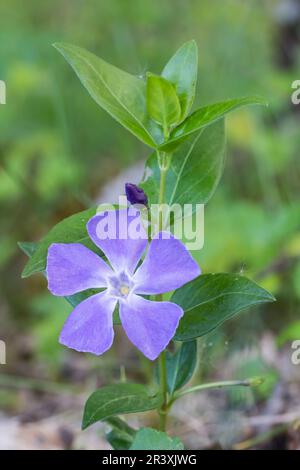 Vinca Major, connu sous le nom de bifeuille periwinkle, grand periwinkle, grand periwinkle, bleu periwinkle Banque D'Images