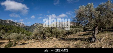 olivar de Pastoritx, Valldemossa, Majorque, Iles Baléares, Espagne. Banque D'Images